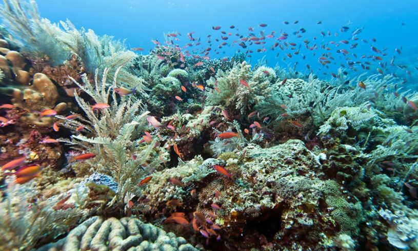 July 19 to 22, 2018 : The Charms of Bunaken Festival